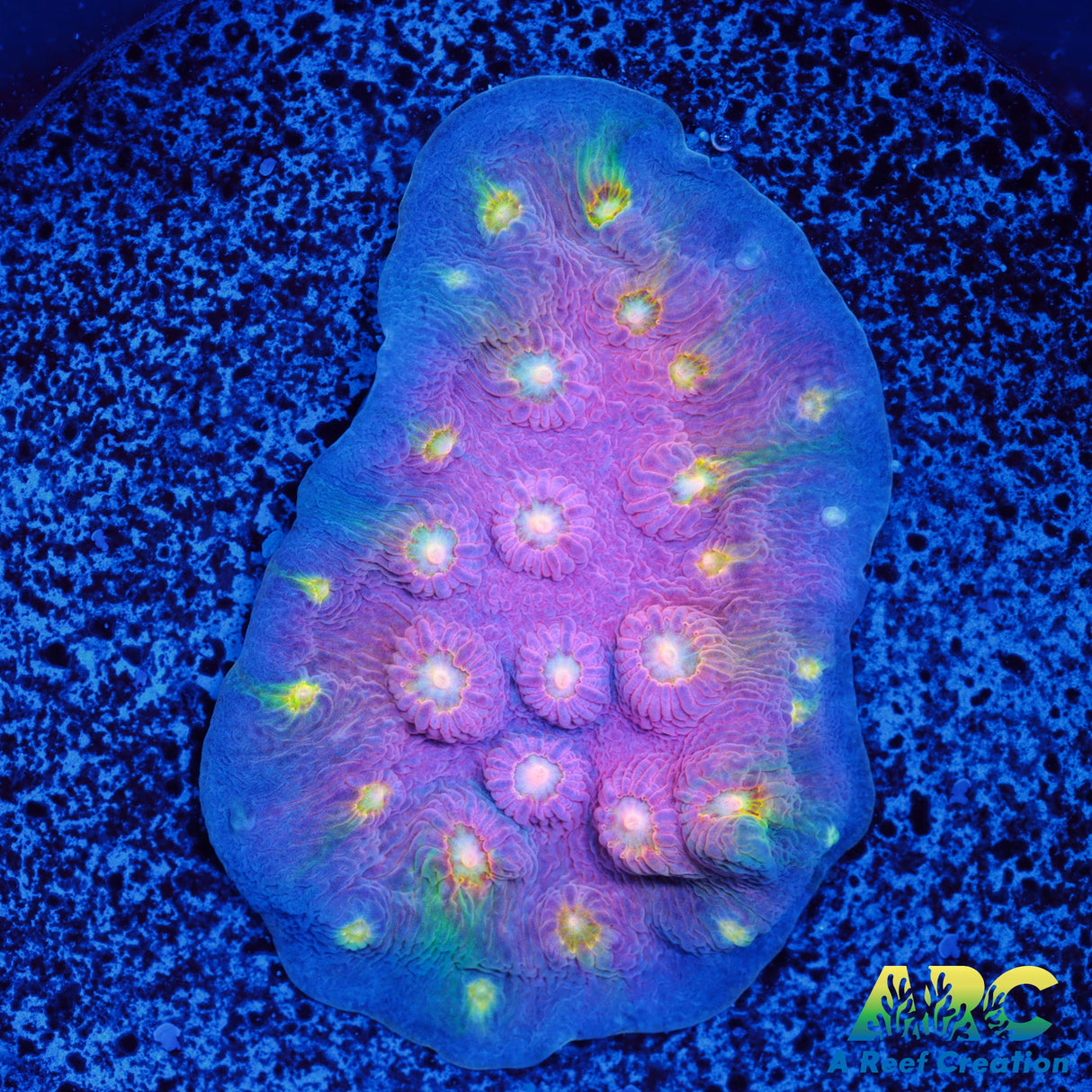 ARC Halley's Comet Scrolling Cyphastrea