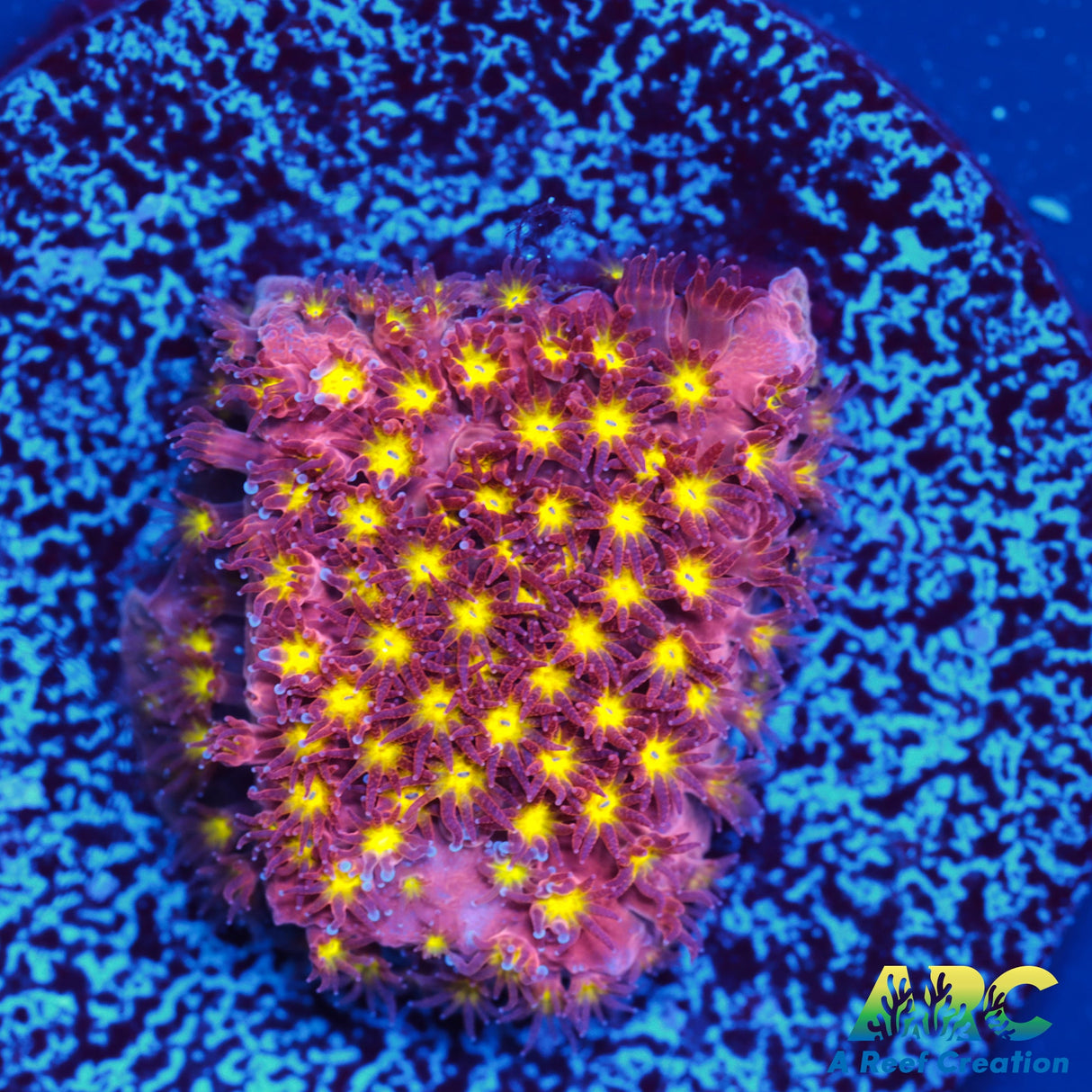 ARC Bling Bling Stylo