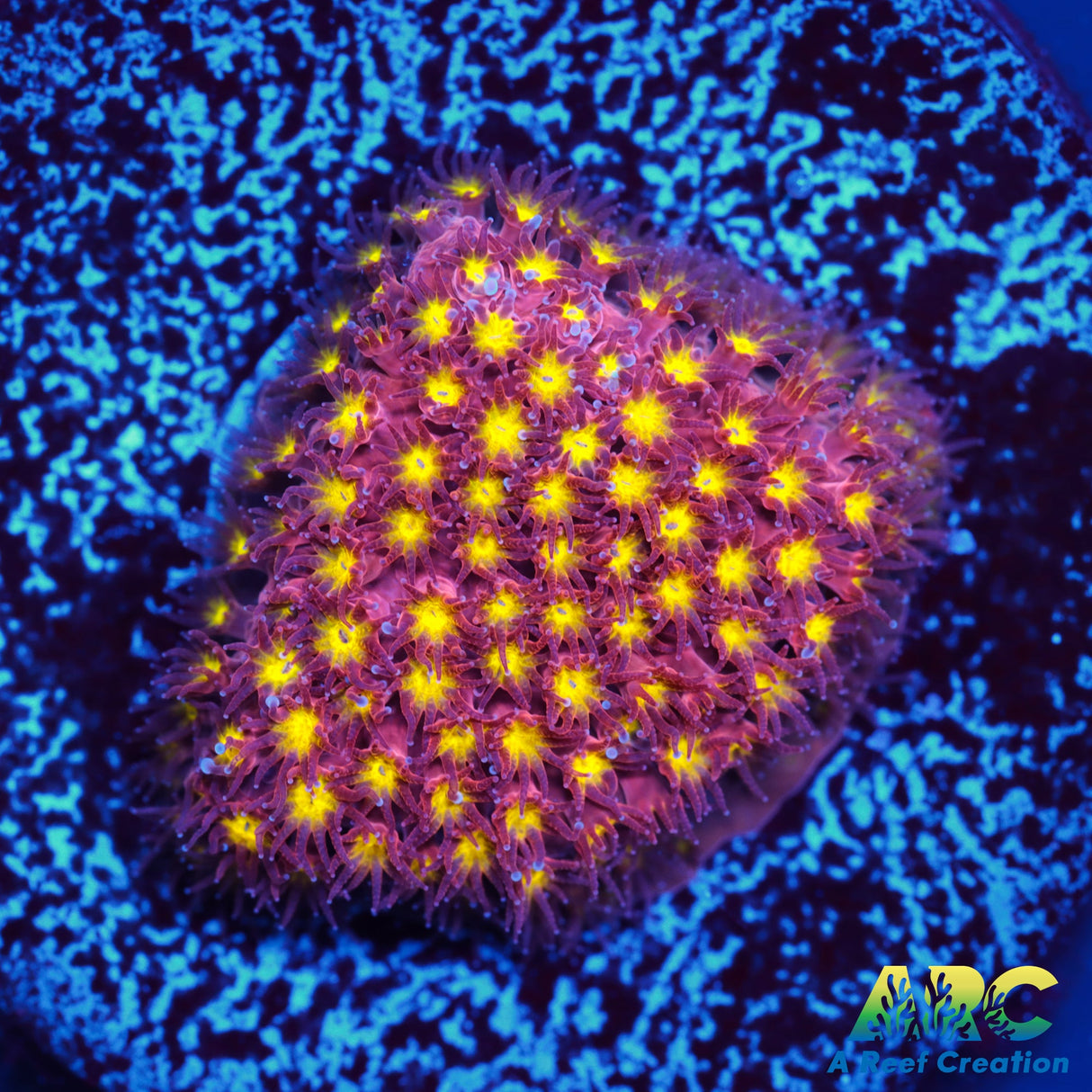 ARC Bling Bling Stylo