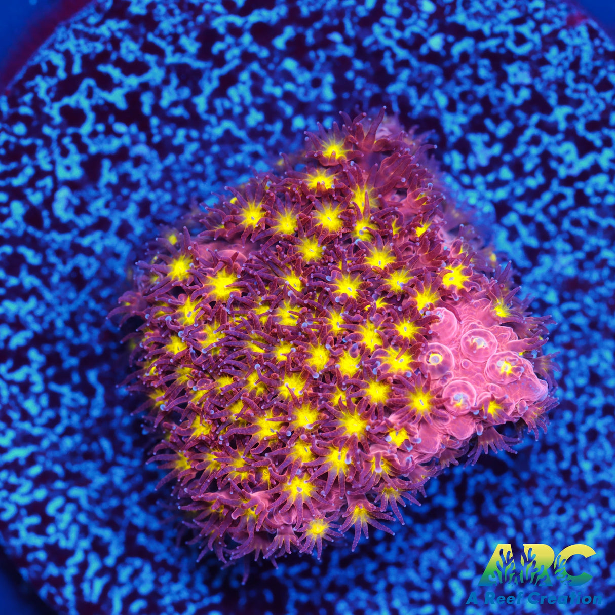 ARC Bling Bling Stylo