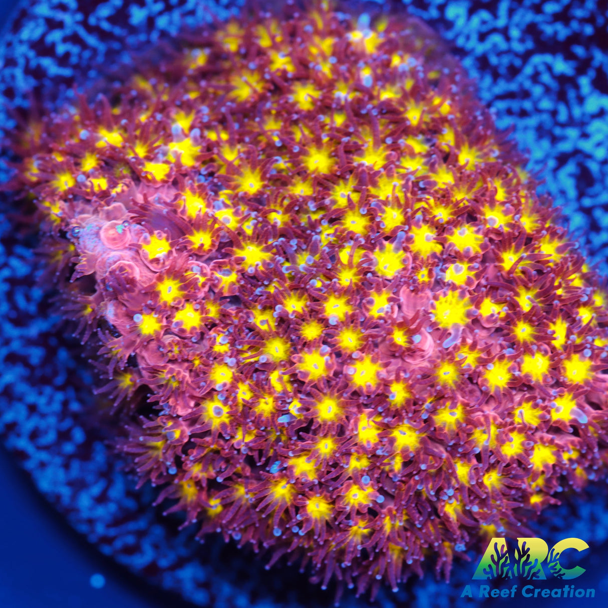 ARC Bling Bling Stylo