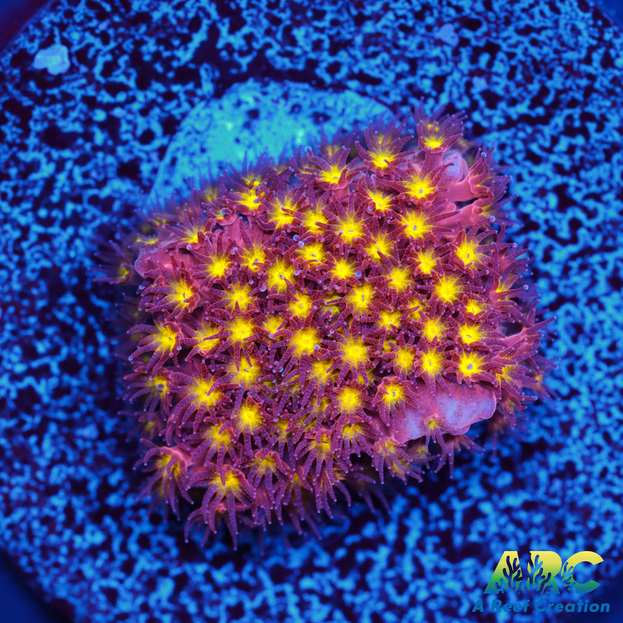 ARC Bling Bling Stylo