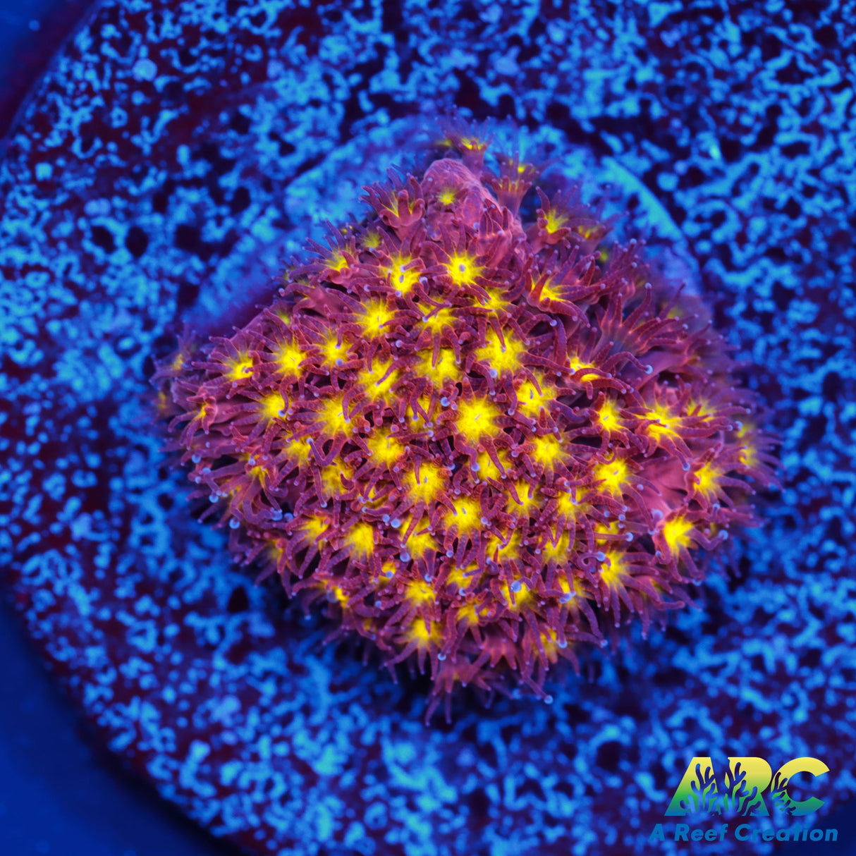 ARC Bling Bling Stylo