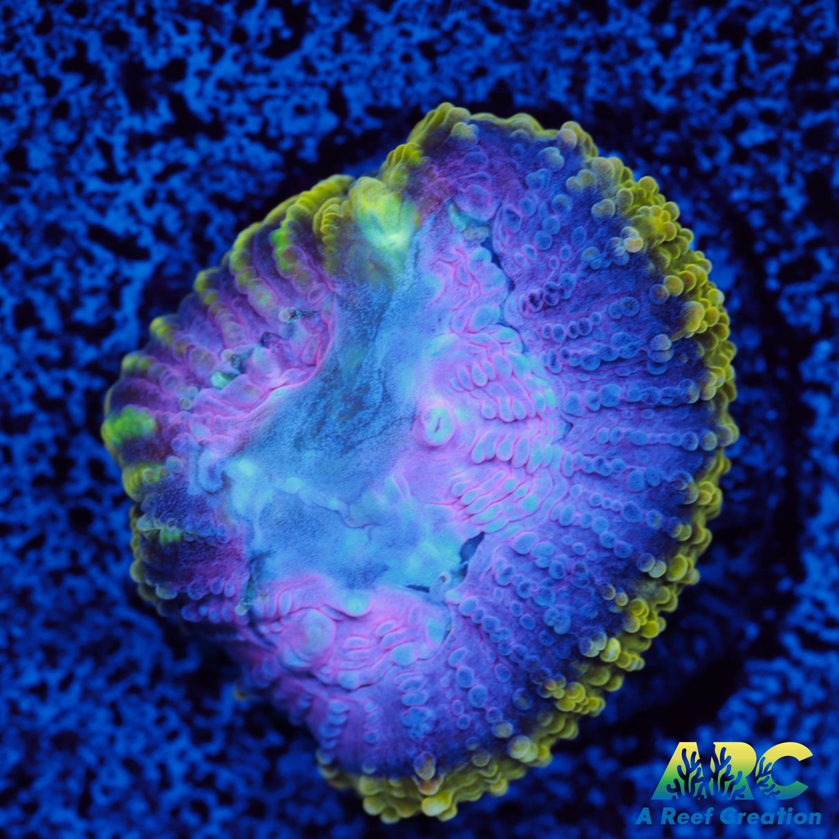 ARC Easter Basket Favia