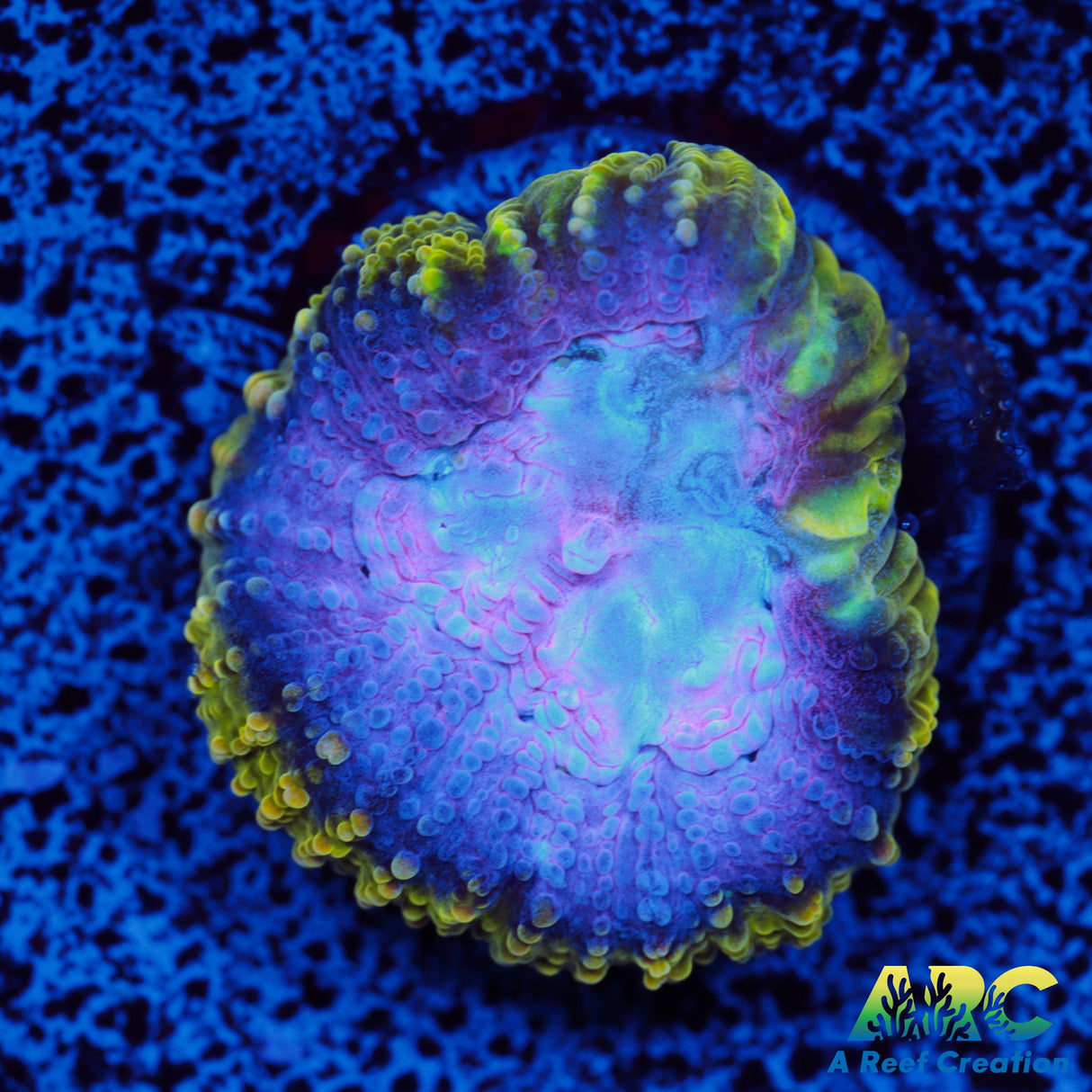 ARC Easter Basket Favia