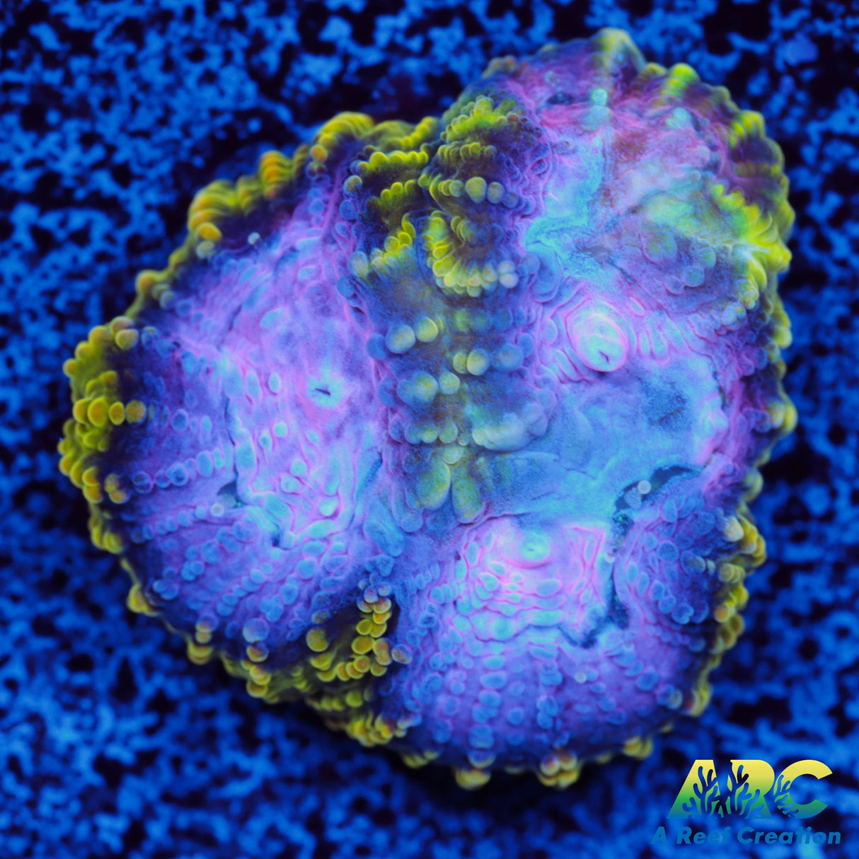 ARC Easter Basket Favia