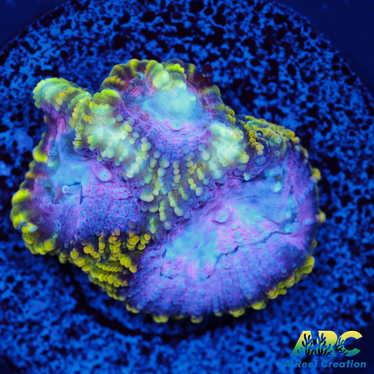 ARC Easter Basket Favia