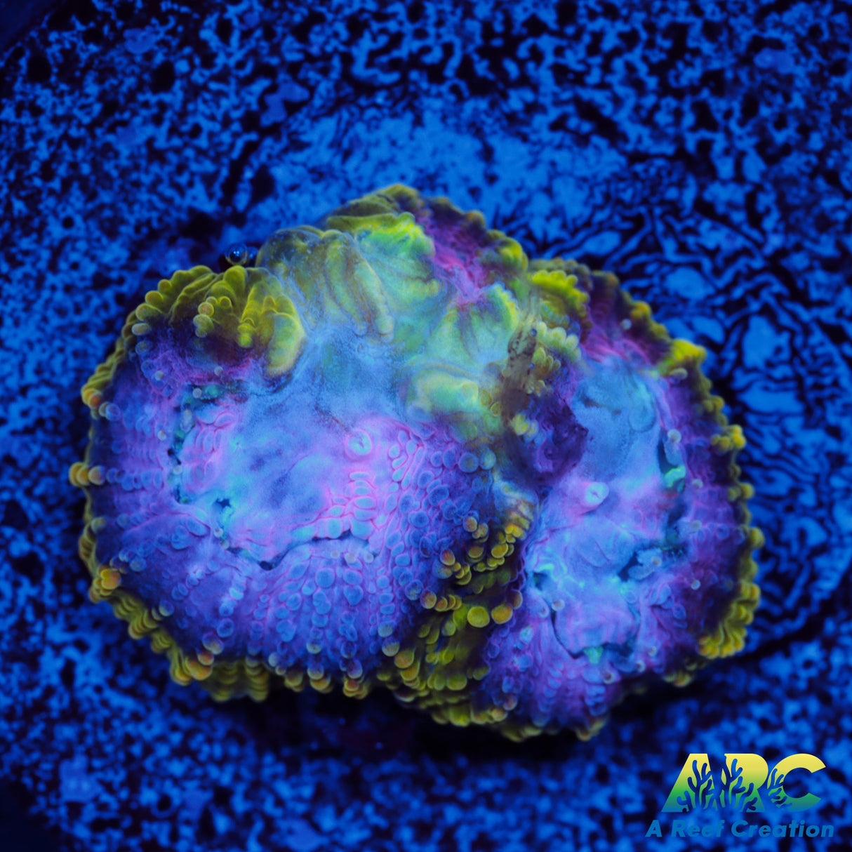 ARC Easter Basket Favia