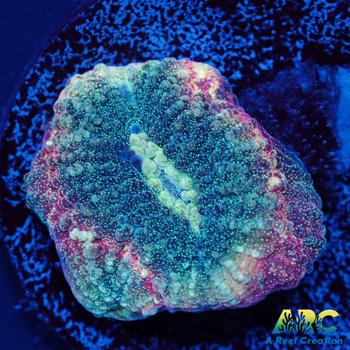 ARC Brent's Reverse Prism Favia