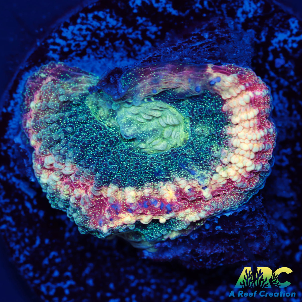 ARC Brent's Reverse Prism Favia