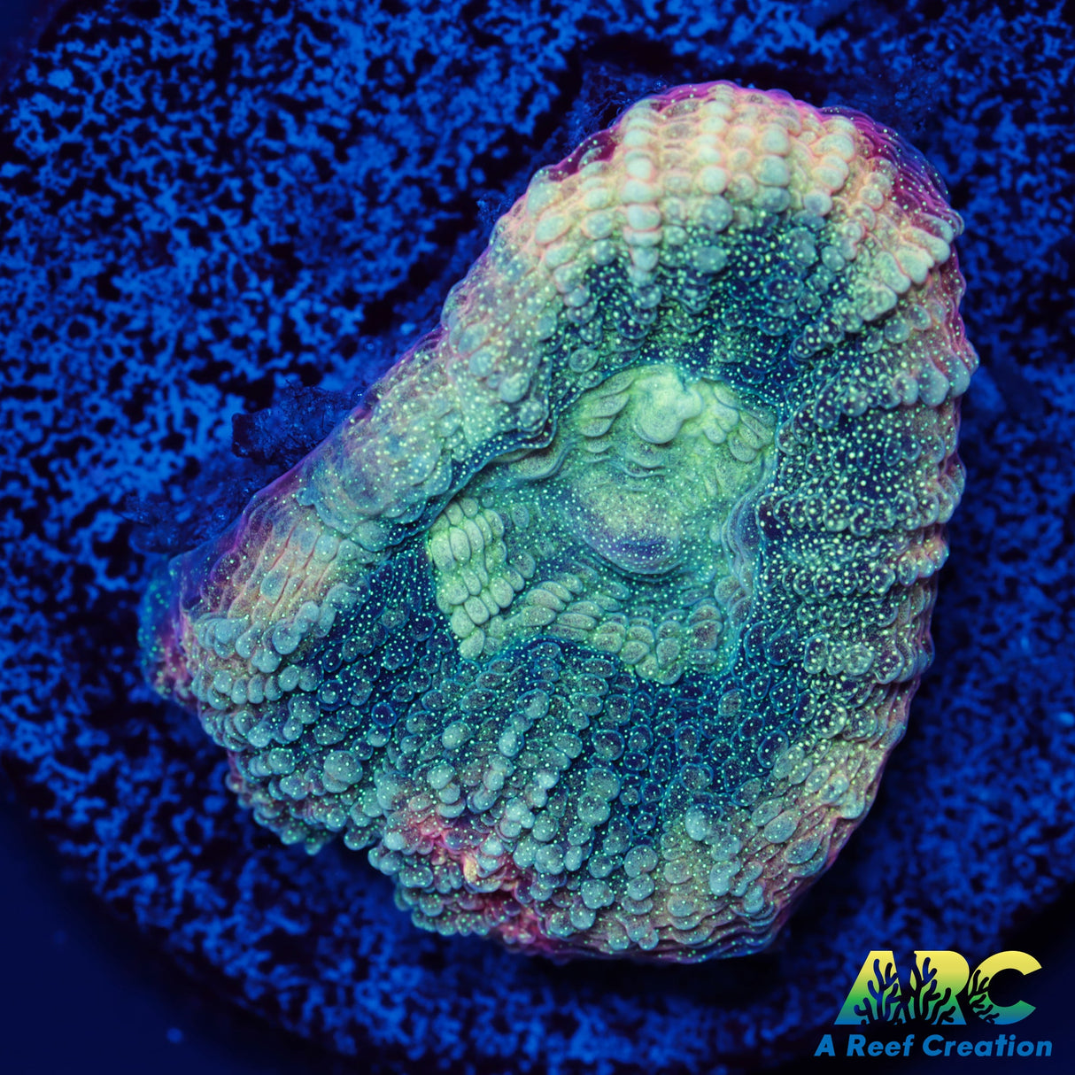 ARC Brent's Reverse Prism Favia