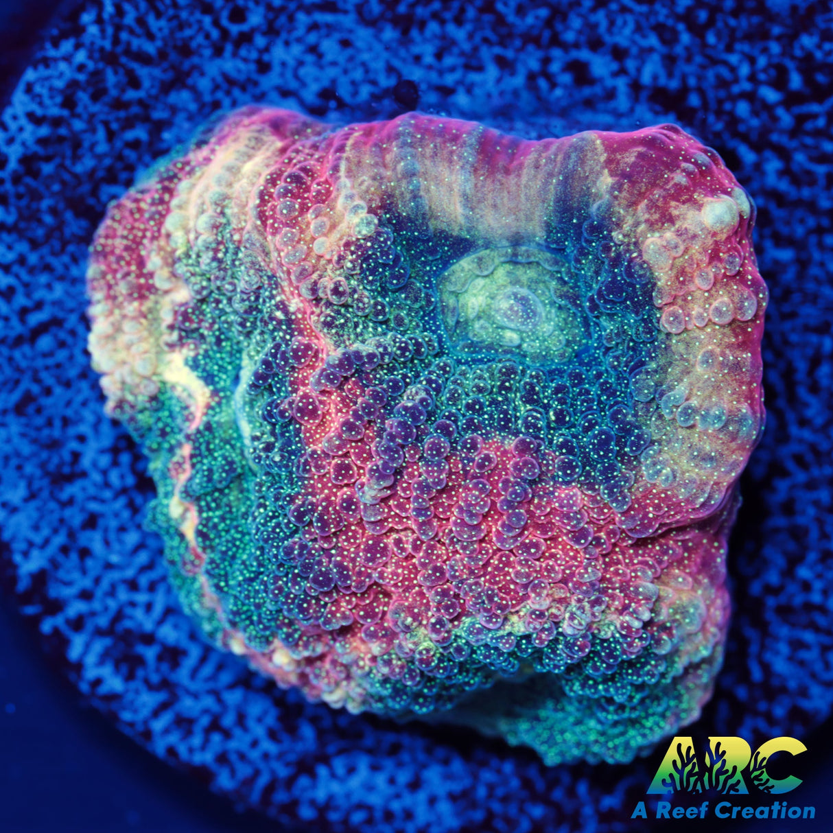 ARC Brent's Reverse Prism Favia