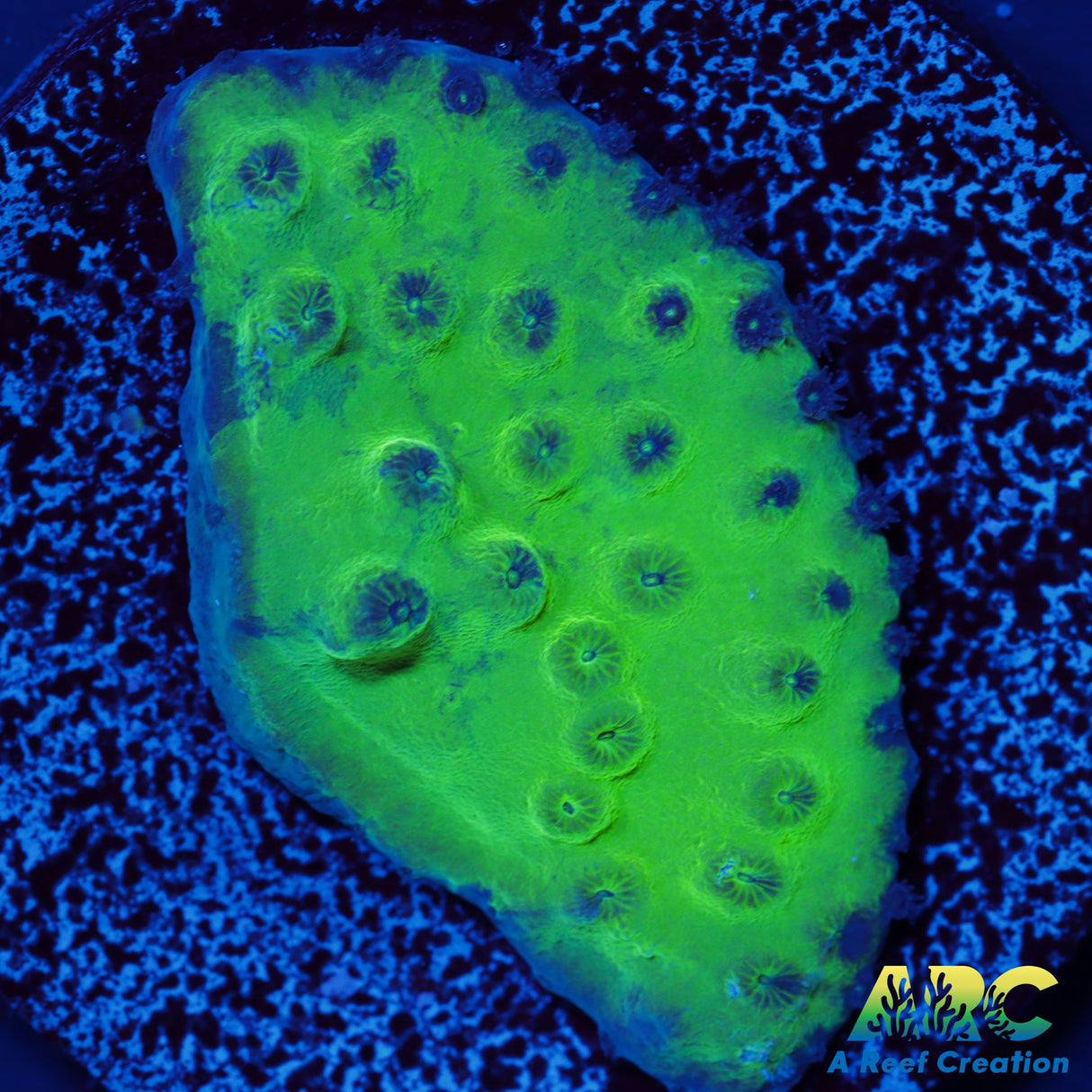 Green Turbinaria