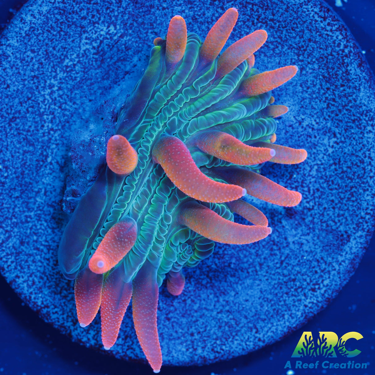 ARC Flaming Hydra Diaseris Plate