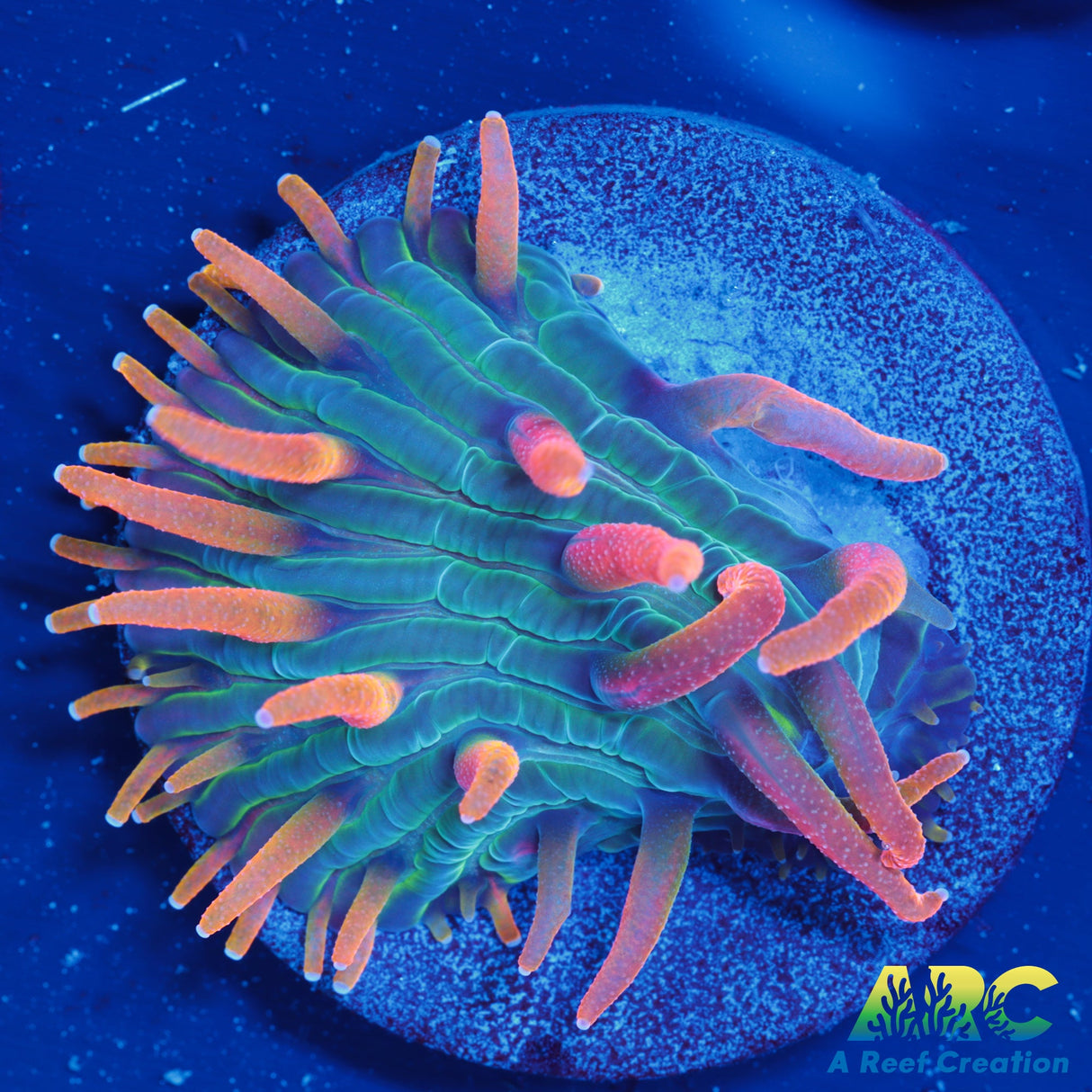 ARC Flaming Hydra Diaseris Plate