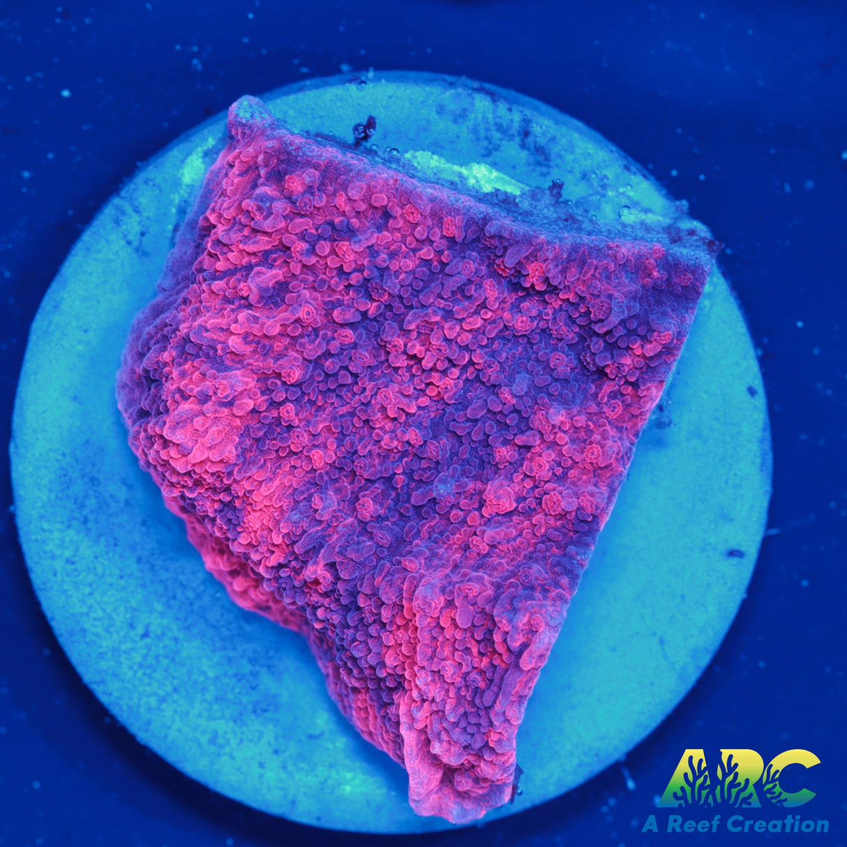 IA Cherry Garcia Monti Cap