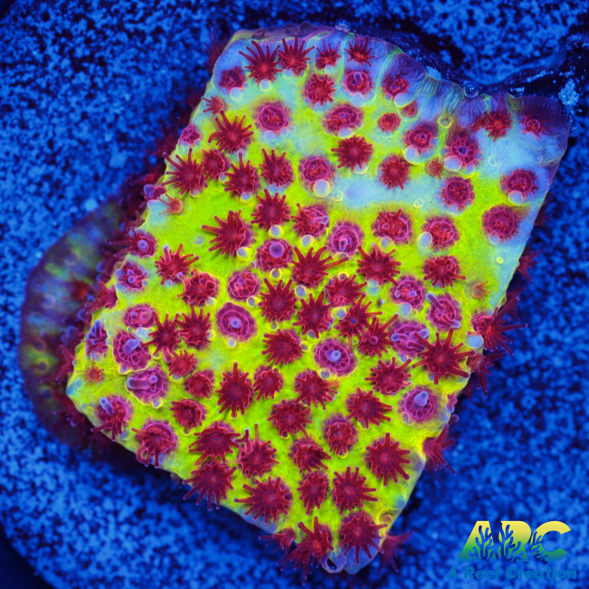 JF Burning Banana Stylo