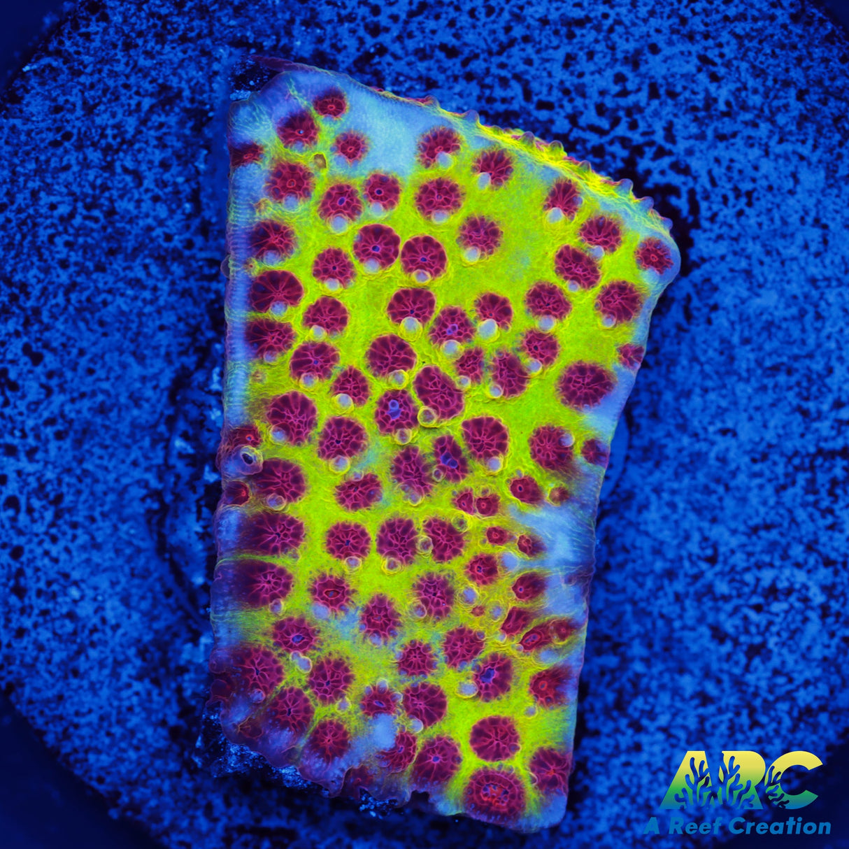 JF Burning Banana Stylo