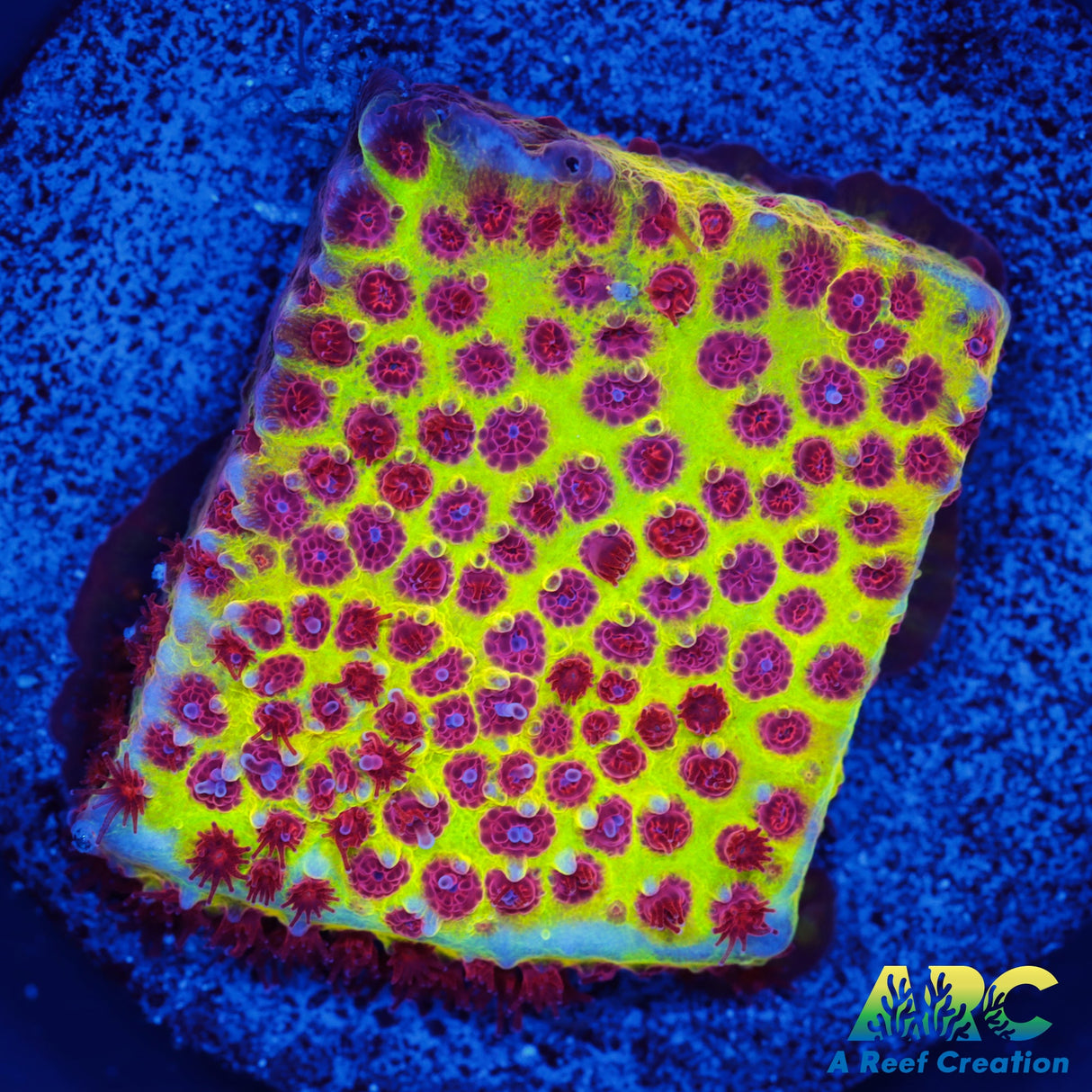 JF Burning Banana Stylo