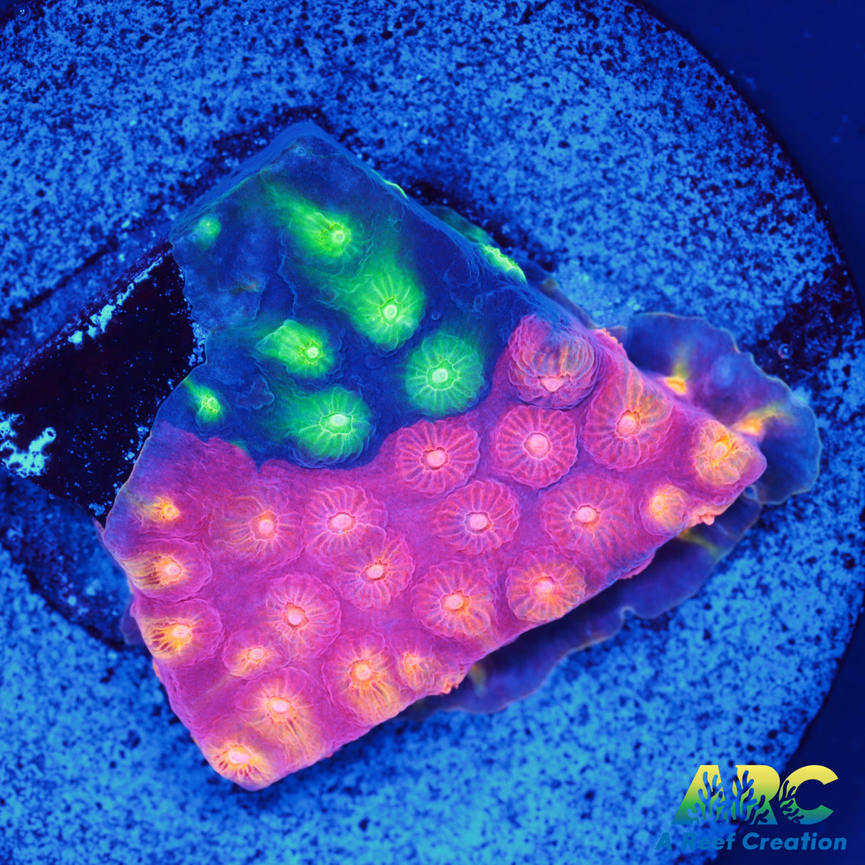 ARC Monet's Madness Cyphastrea