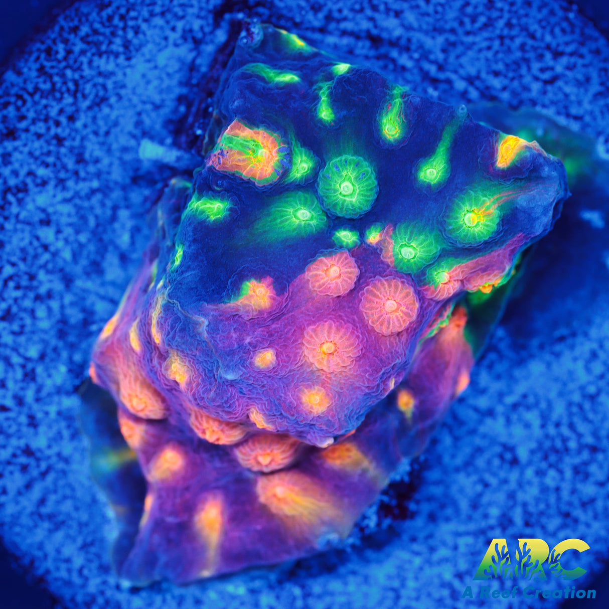 ARC Monet's Madness Cyphastrea