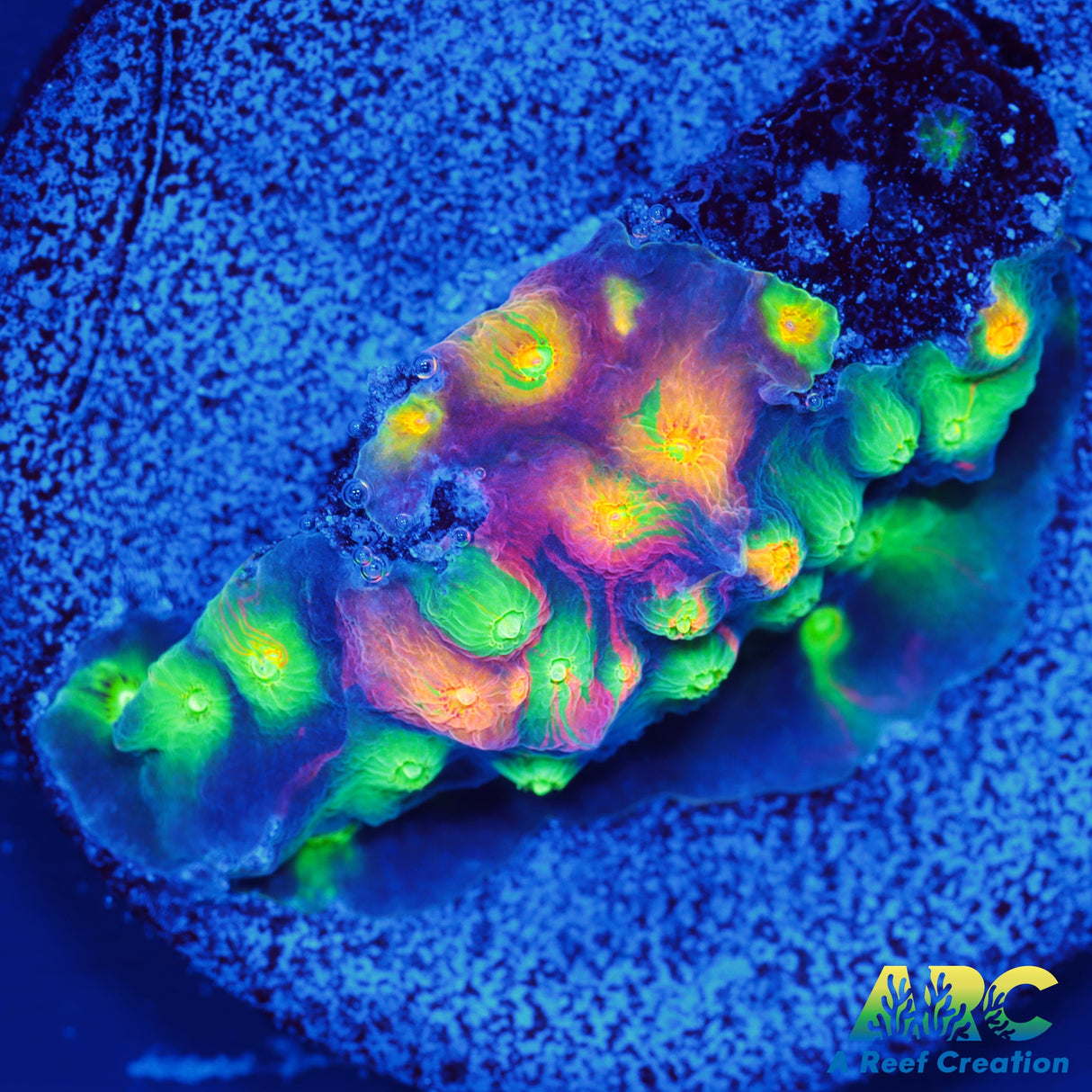 ARC Monet's Madness Cyphastrea