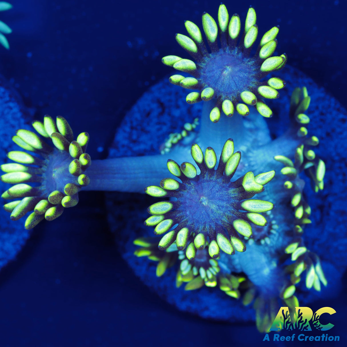 ARC Midnight Hellebore Goni