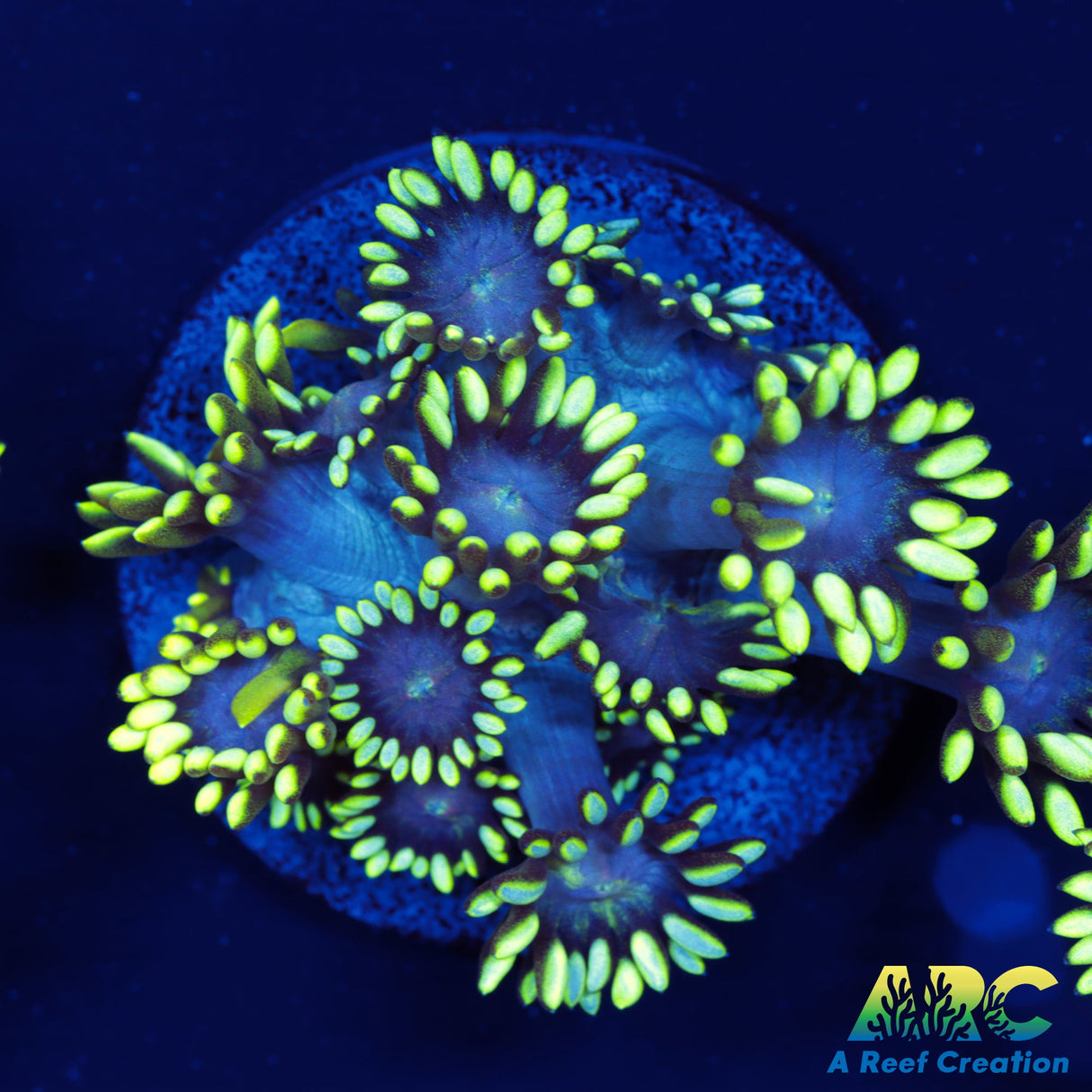 ARC Midnight Hellebore Goni