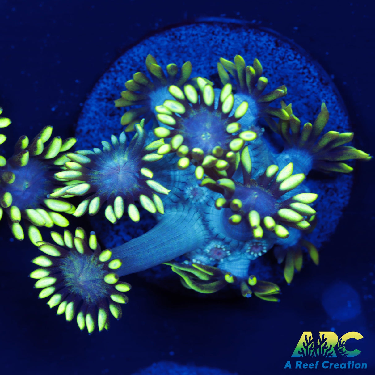 ARC Midnight Hellebore Goni