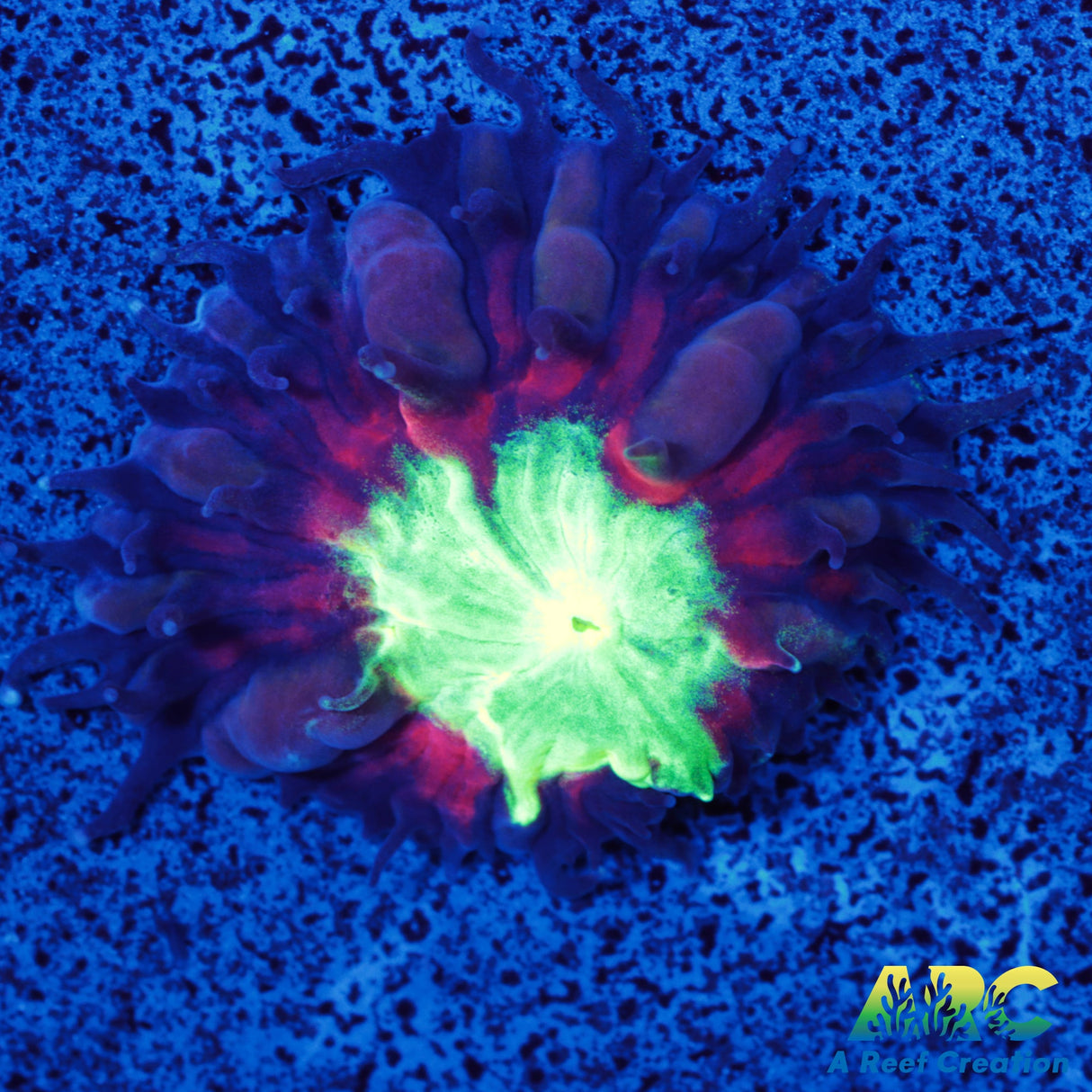 ARC Black Cherry Blasto