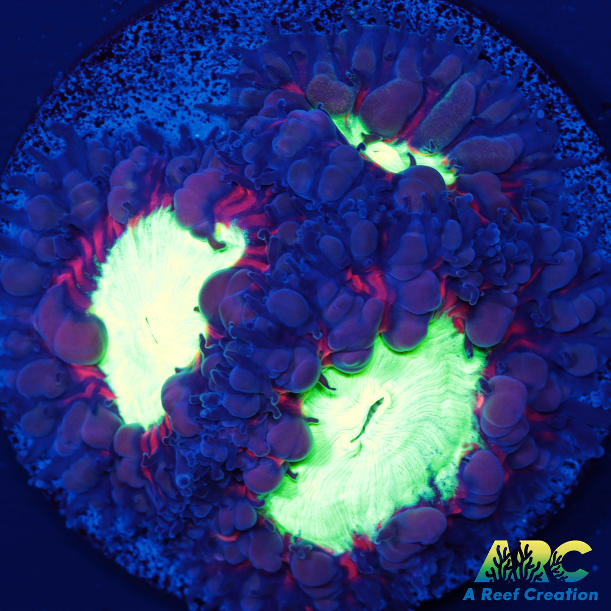 ARC Black Cherry Blasto