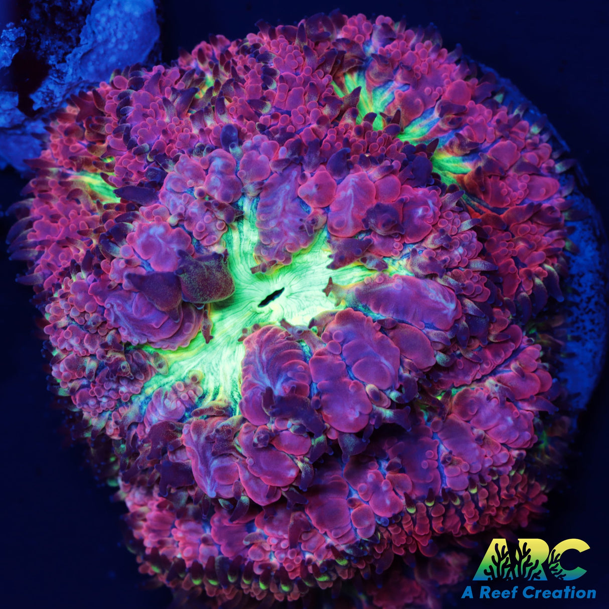 ARC Bubble Yum Blasto