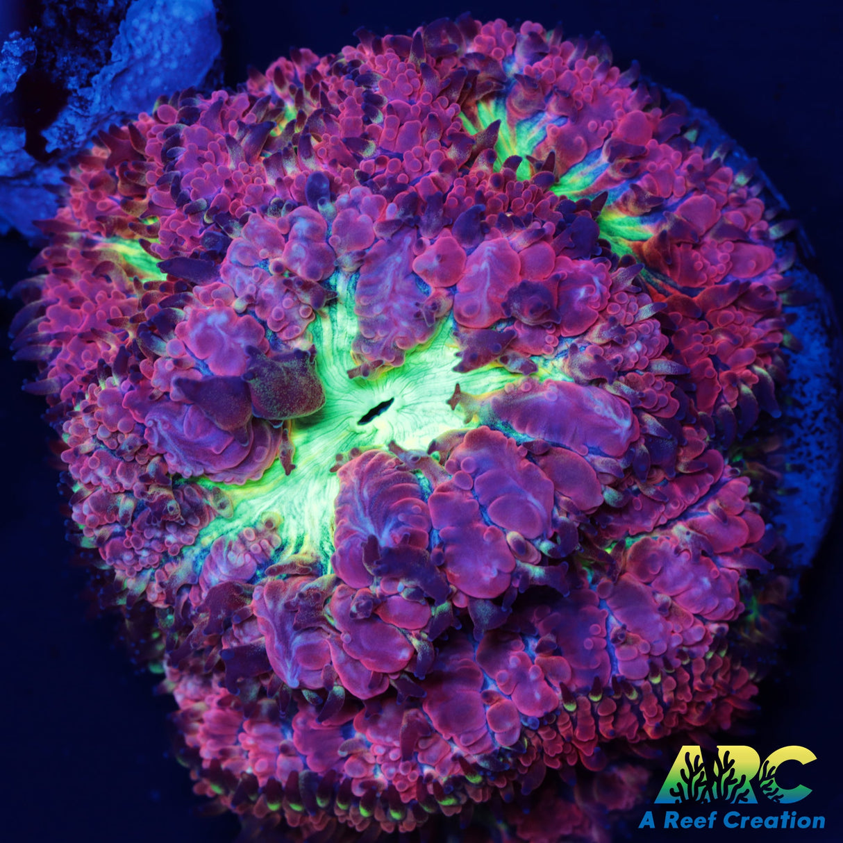 ARC Bubble Yum Blasto