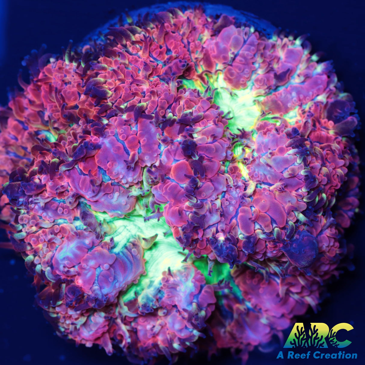 ARC Bubble Yum Blasto