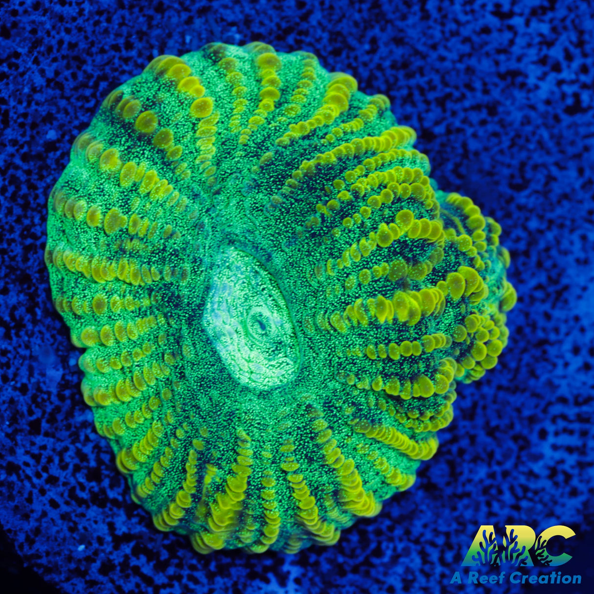 ARC RandyO's Favorite Favia