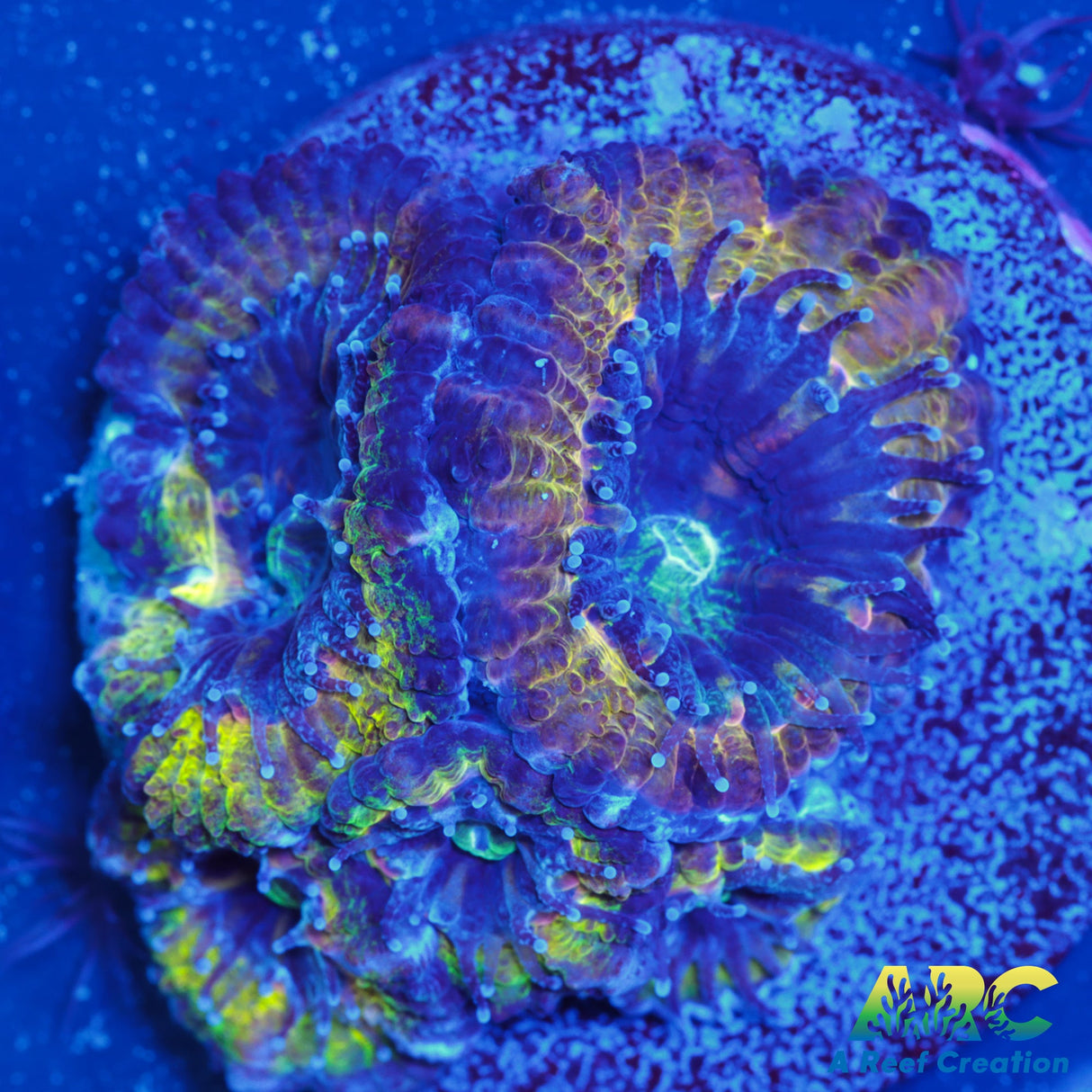 ARC Mellow Yellow Acan