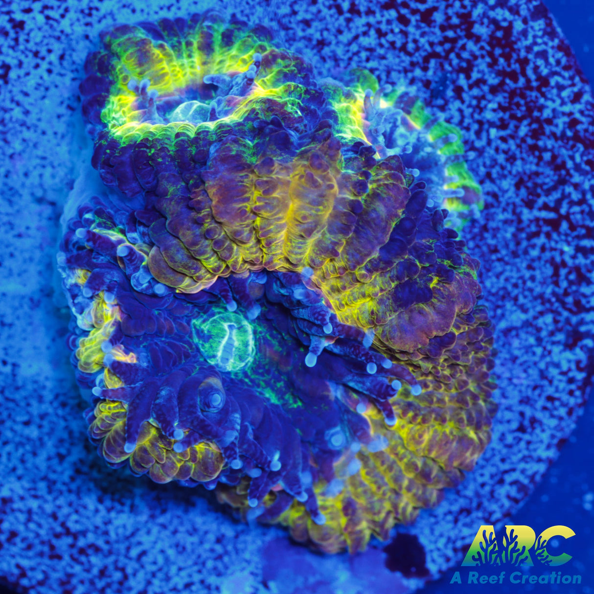 ARC Mellow Yellow Acan