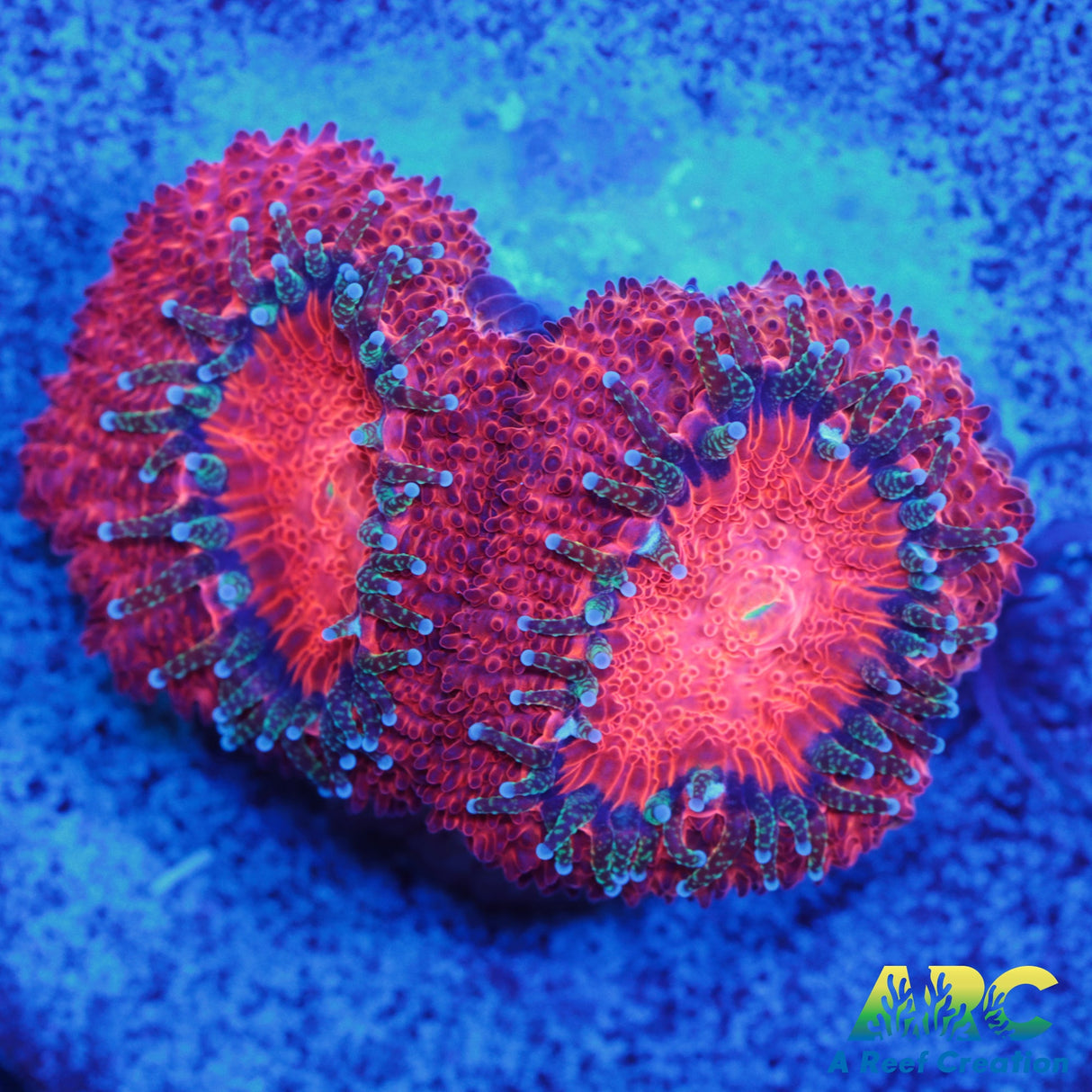 ARC Red Velvet Micro