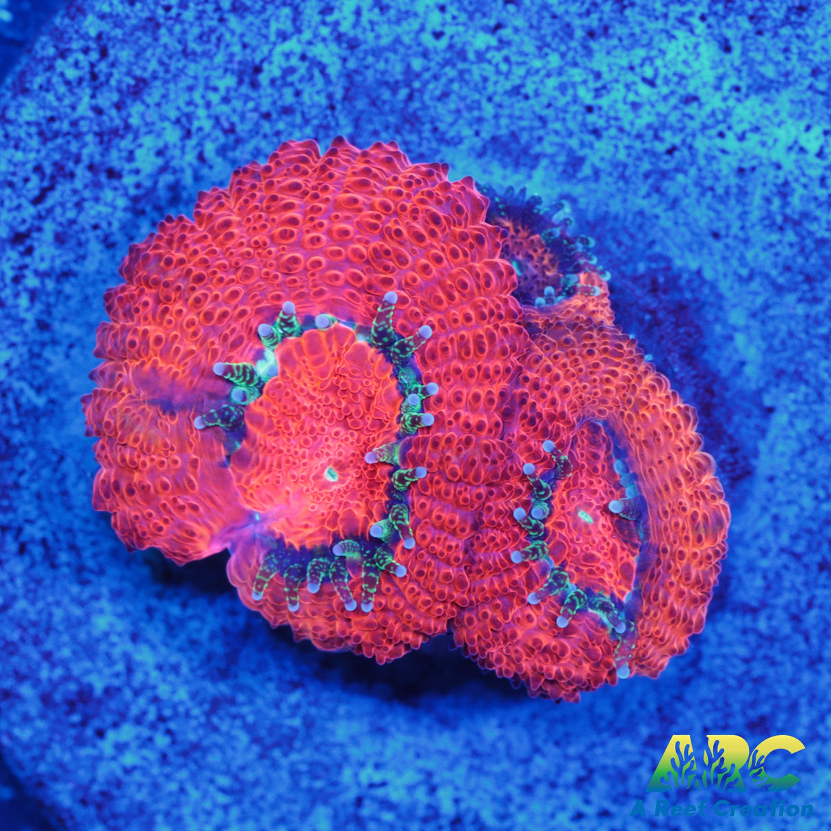 ARC Red Velvet Micro