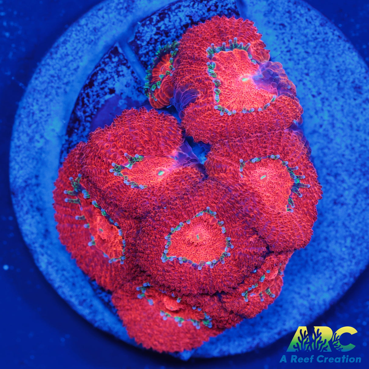 ARC Red Velvet Micro