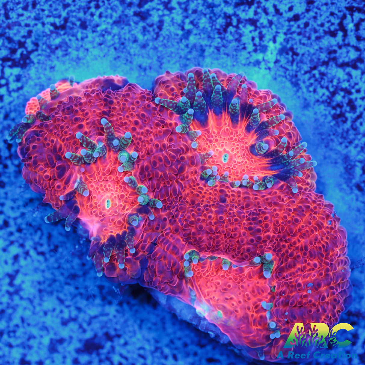 ARC Red Velvet Micro