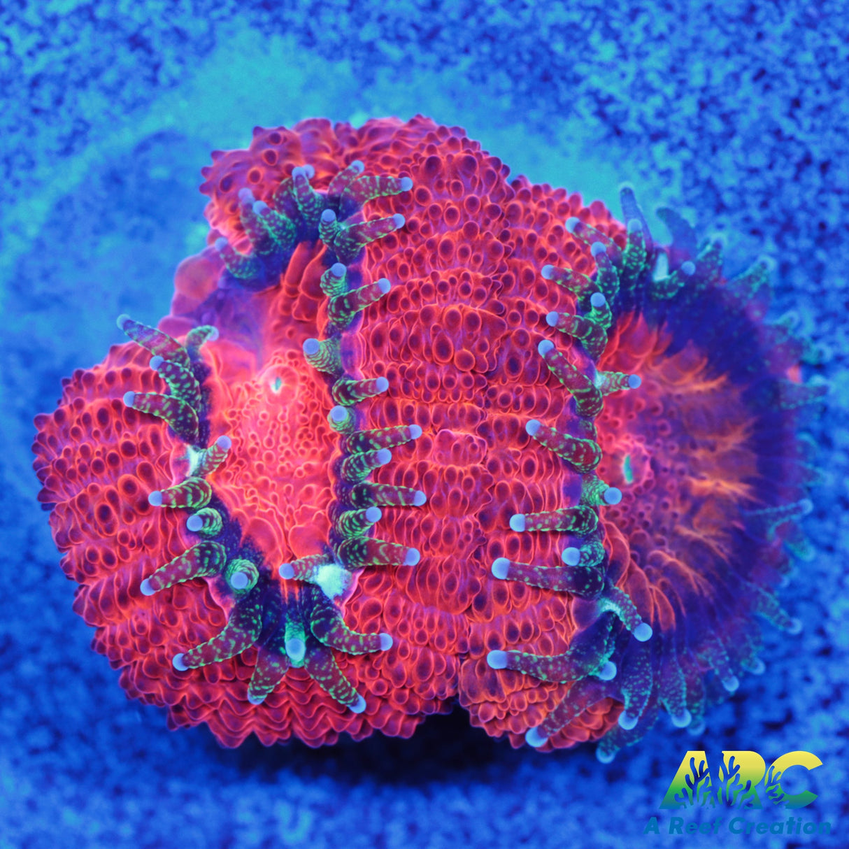 ARC Red Velvet Micro