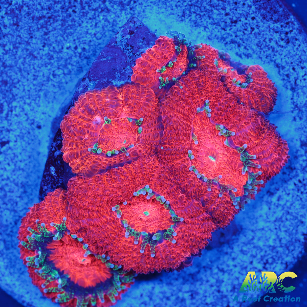 ARC Red Velvet Micro