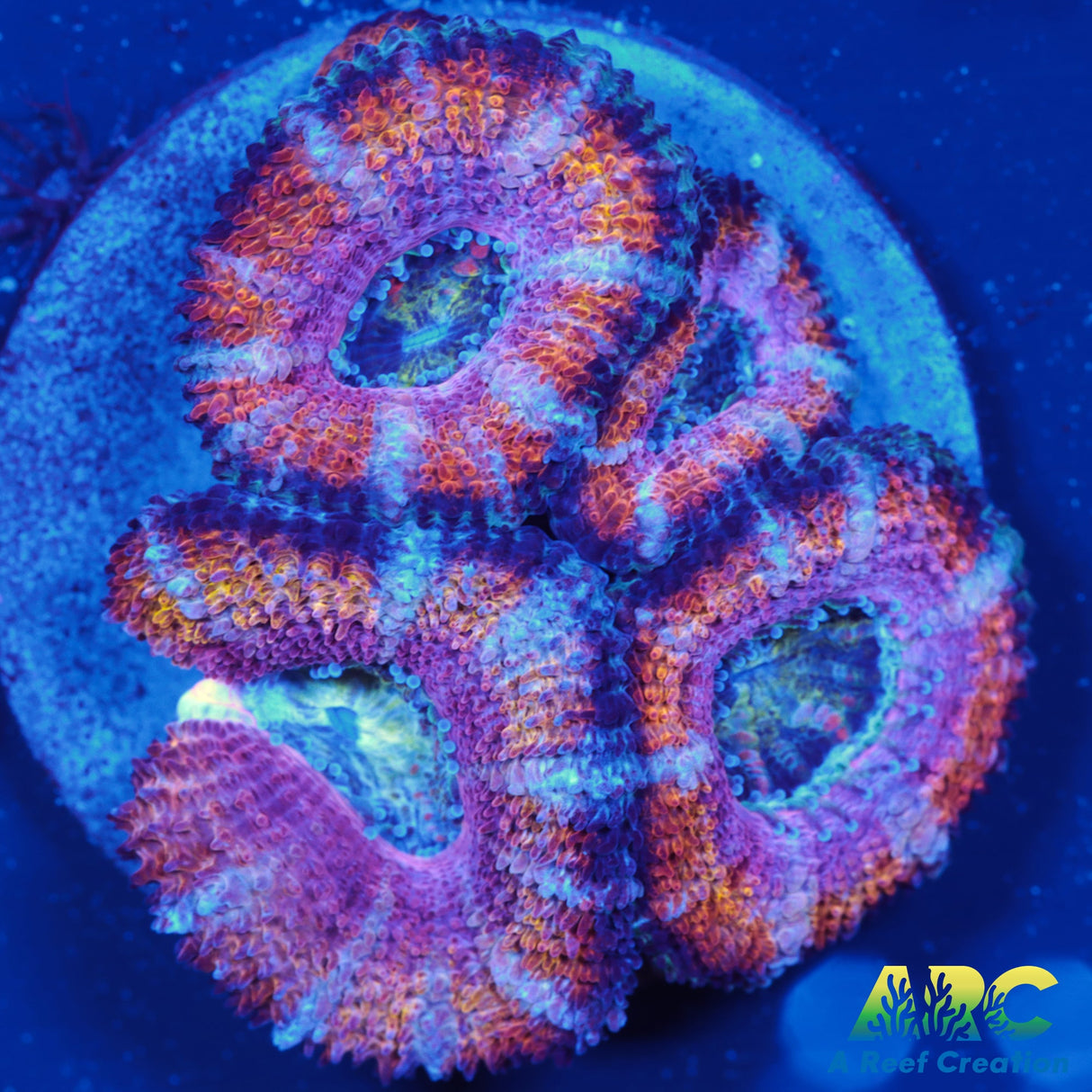 ARC Rainbow Wheels Acan