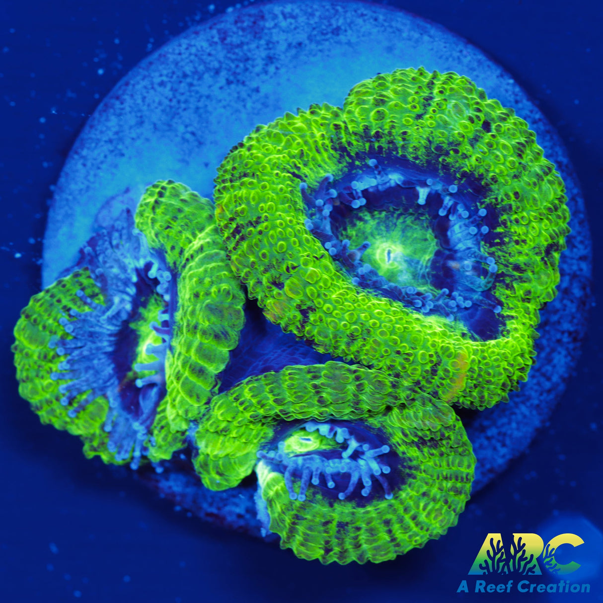 ARC Double Green Acan