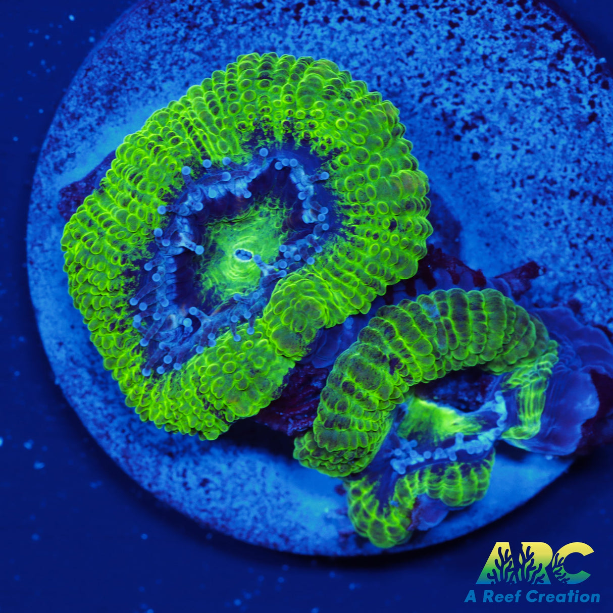 ARC Double Green Acan
