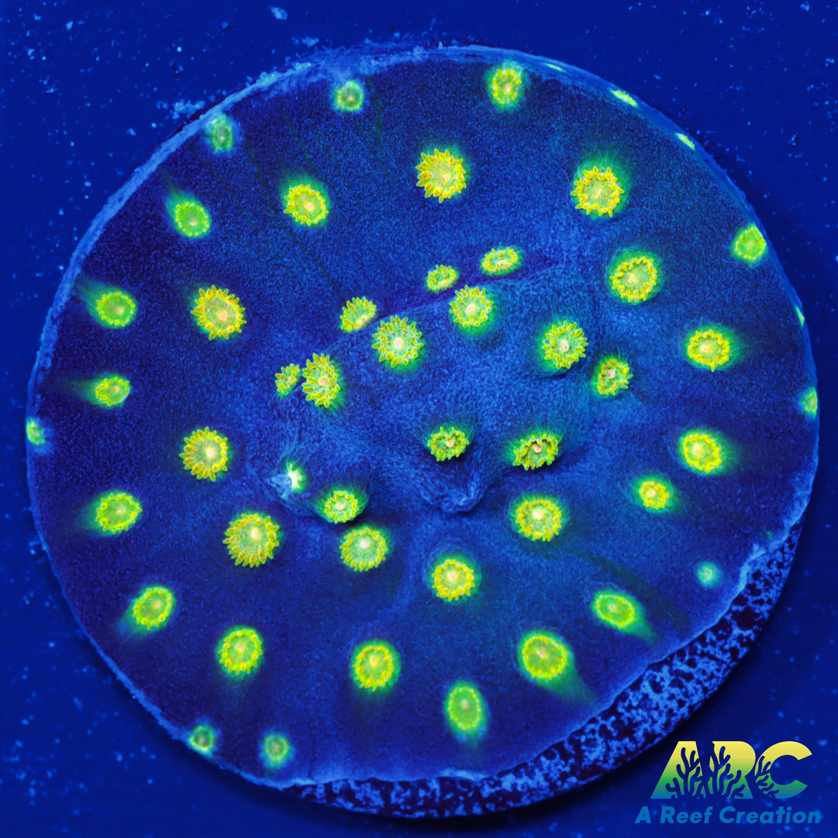 Rick and Morty Cyphastrea