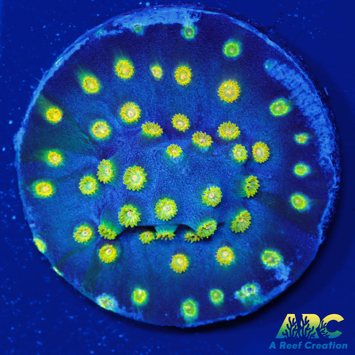 Rick and Morty Cyphastrea