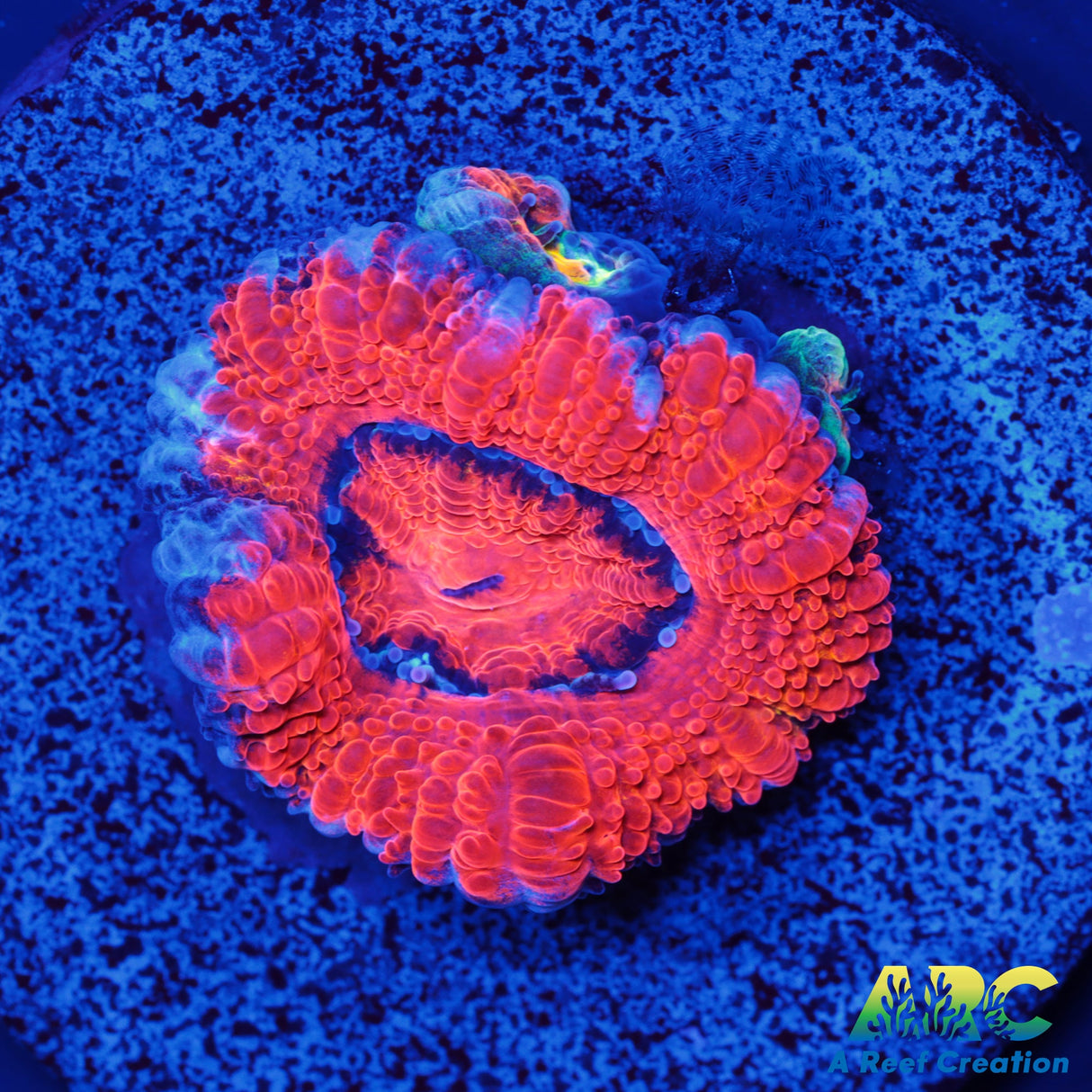 ARC Agent Orange Acan