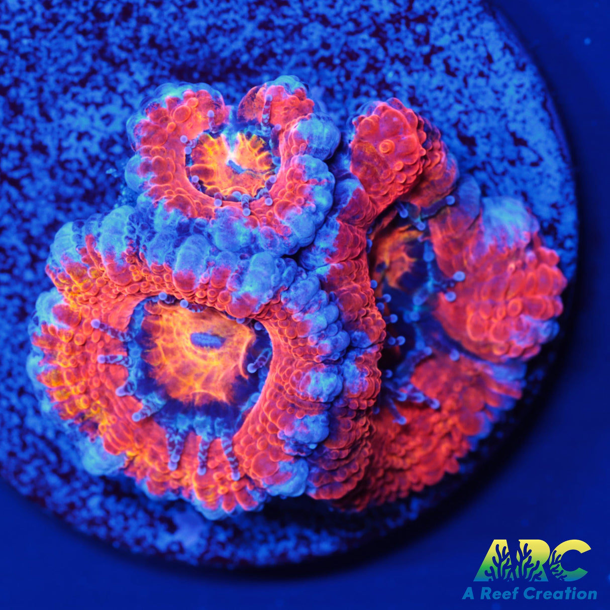 ARC Agent Orange Acan